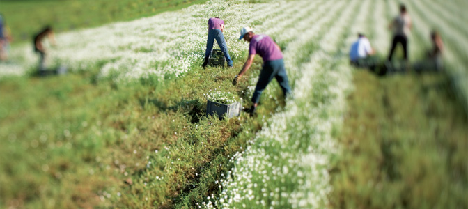 La Gacilly et les 44 hectares de plantation