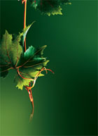 Une belle plante