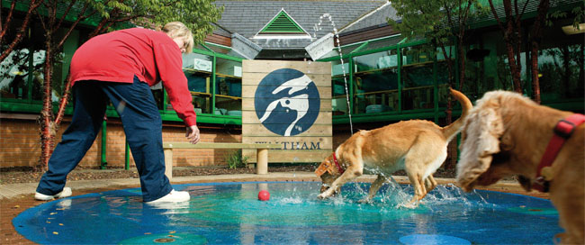 Dentastix, une marque dotée d’un excellent pedigree