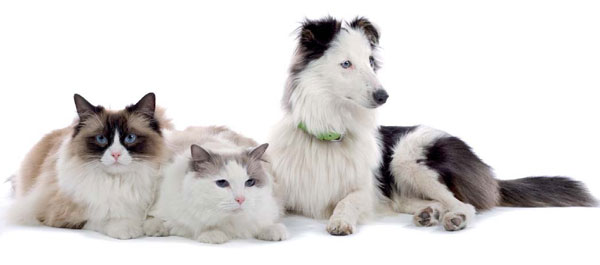 Animal de compagnie