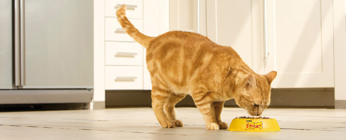 Friskies une vitalité communicante