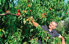 agriculteur français
