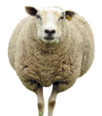 Mouton