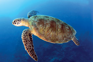 Tortue
