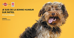 adopte1chien