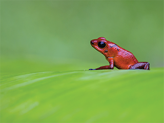 grenouille