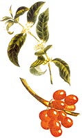 Jacques Vabre maragogype et moka