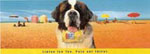 Lipton saint bernard
