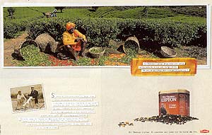 Lipton cueillette