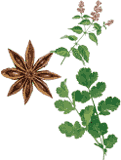 plantes